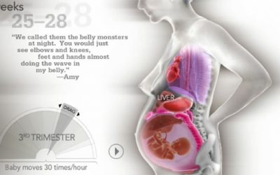 Así se desplazan los órganos de la madre en el embarazo para dejar lugar al bebé